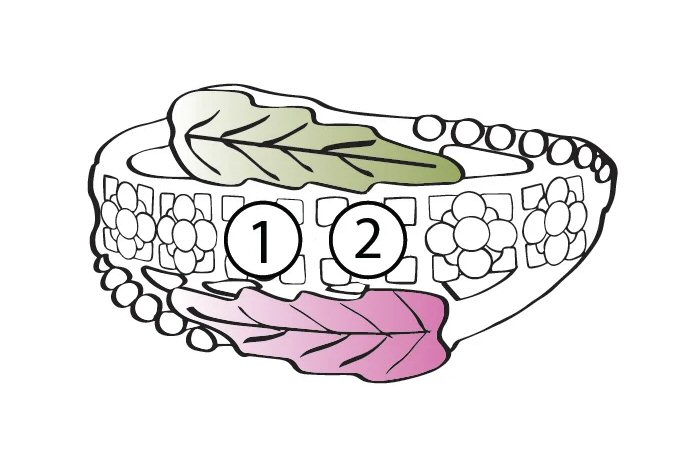 Mt Rushmore Black Hills Gold Family Jewelry Leaf and Grape Cluster Ring with 2-6, 3.5mm Genuine Birthstones - G 908-GN - Image 3
